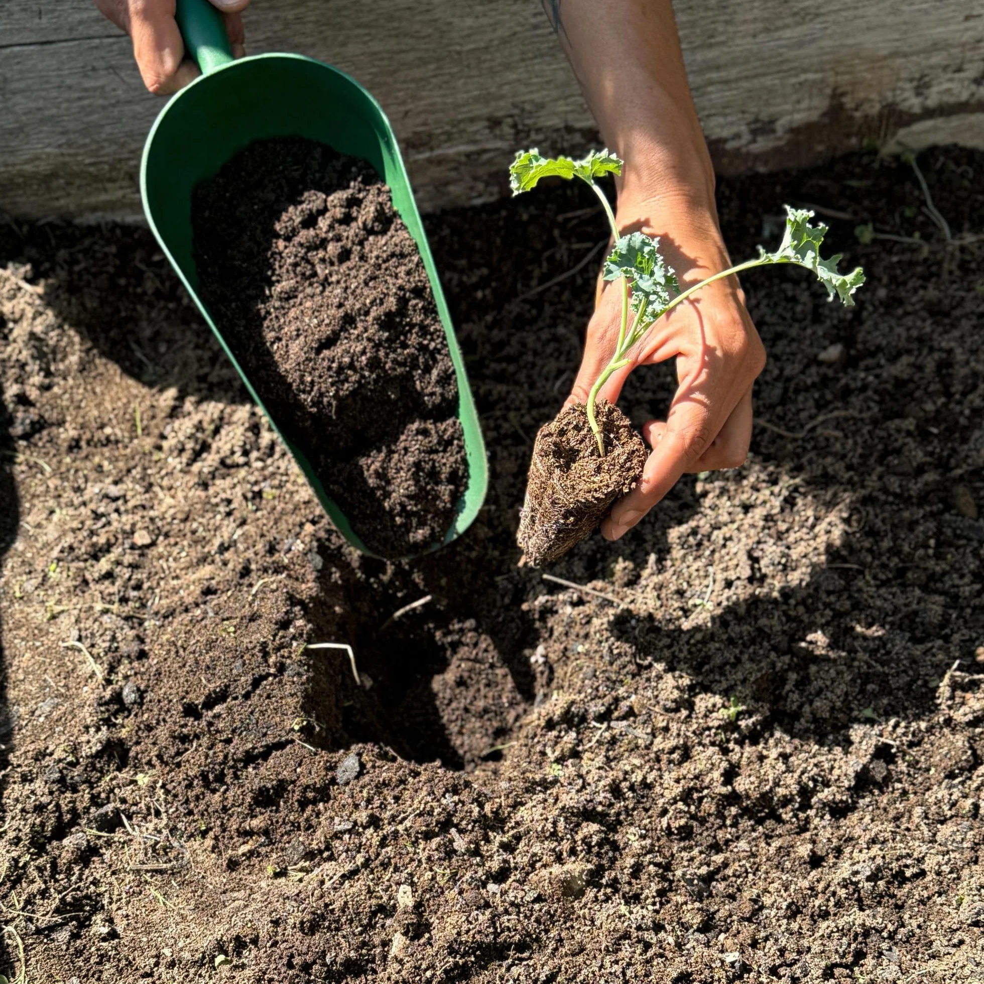 CULTIVERS Humus de Lombriz Ecológico 40 L Abono Orgánico para Plantas y Huerto