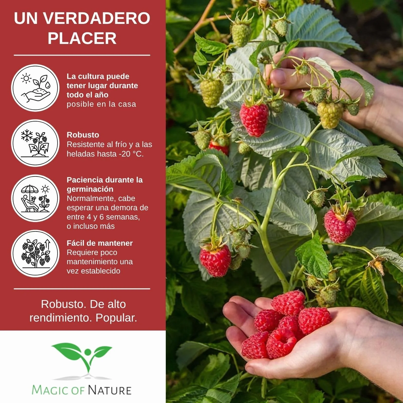 Semillas de Frambuesa Roja Rubus idaeus Perenne 50 Uds Resistente al Invierno