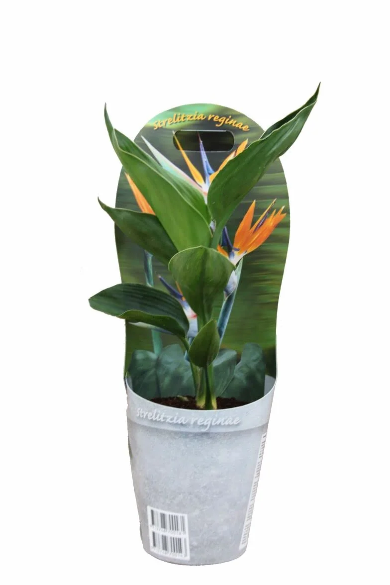 Strelitzia Reginae Ave del Paraíso Planta Exterior Flores Exóticas