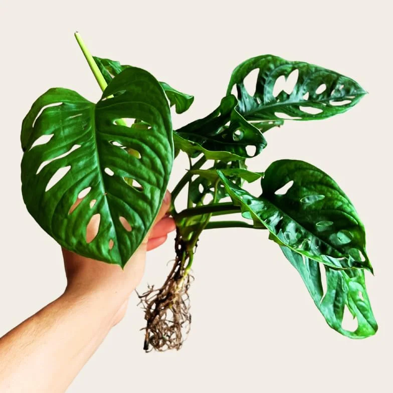 Monstera Hidroponia Estación de Propagación de Plantas en Agua