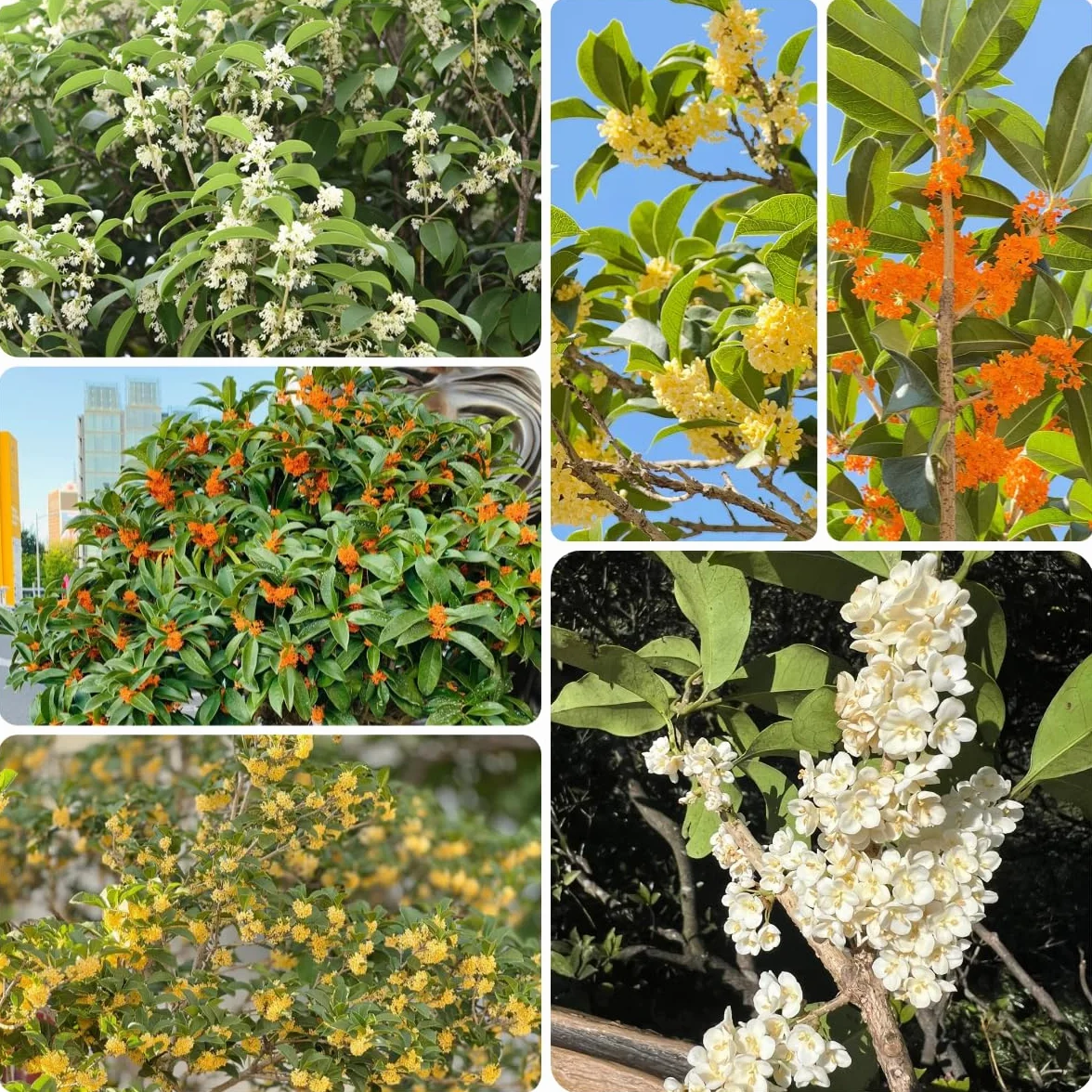 Osmanthus Fragrans semillas de jardín perenne resistente 45 piezas