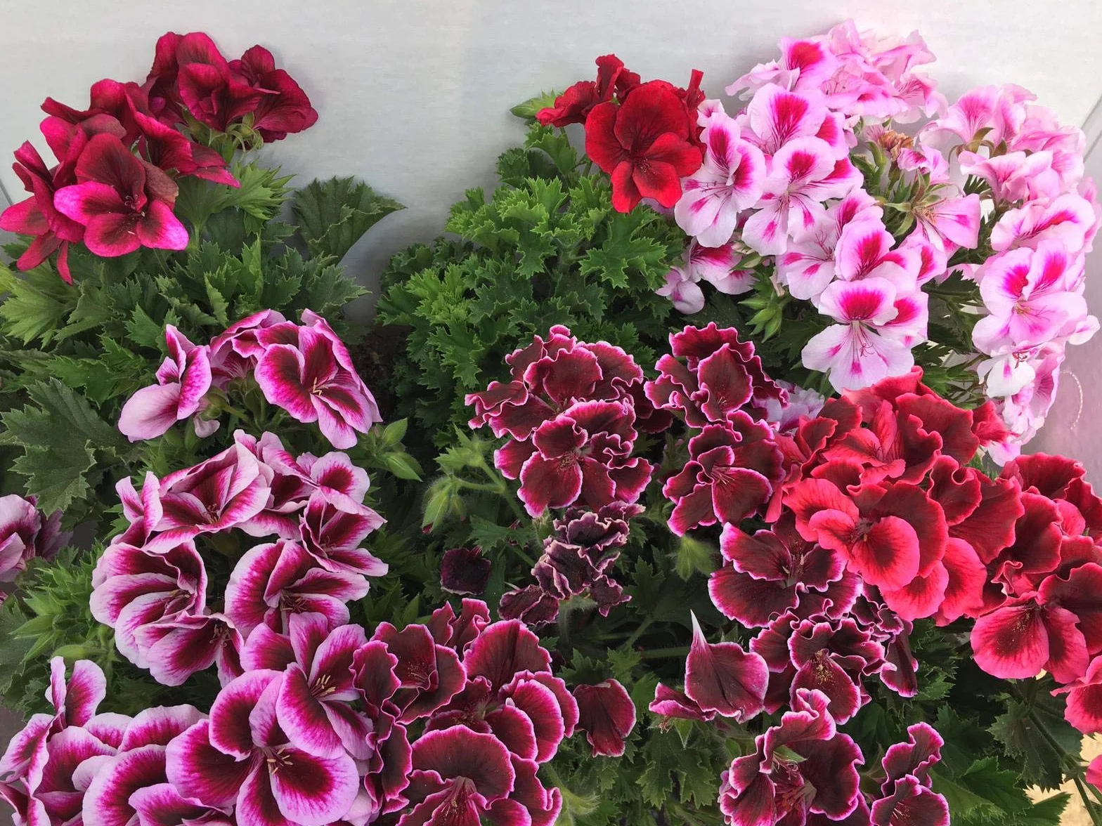 Vipar Garden Geranio Pelargonium Grandiflorum 14 cm ø Pack 6 Plantas