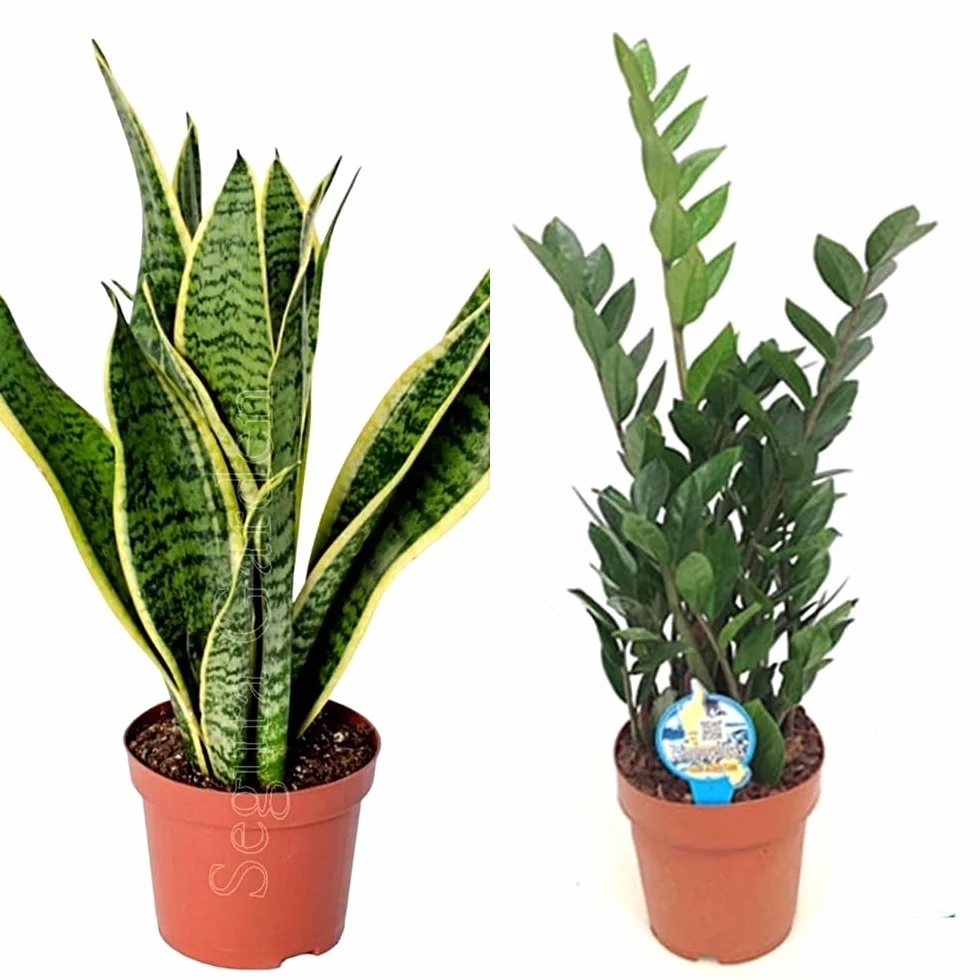 Pack 2 Plantas Sanseviera Zamioculca Interior Poca Luz Resistentes