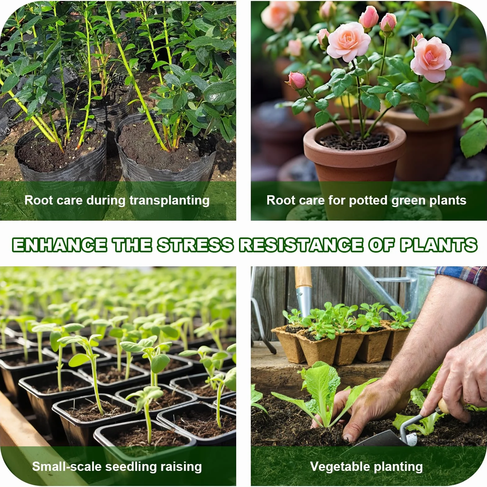 Activador de raíces en polvo rápido revitaliza crecimiento plantas esquejes interior exterior estimulador