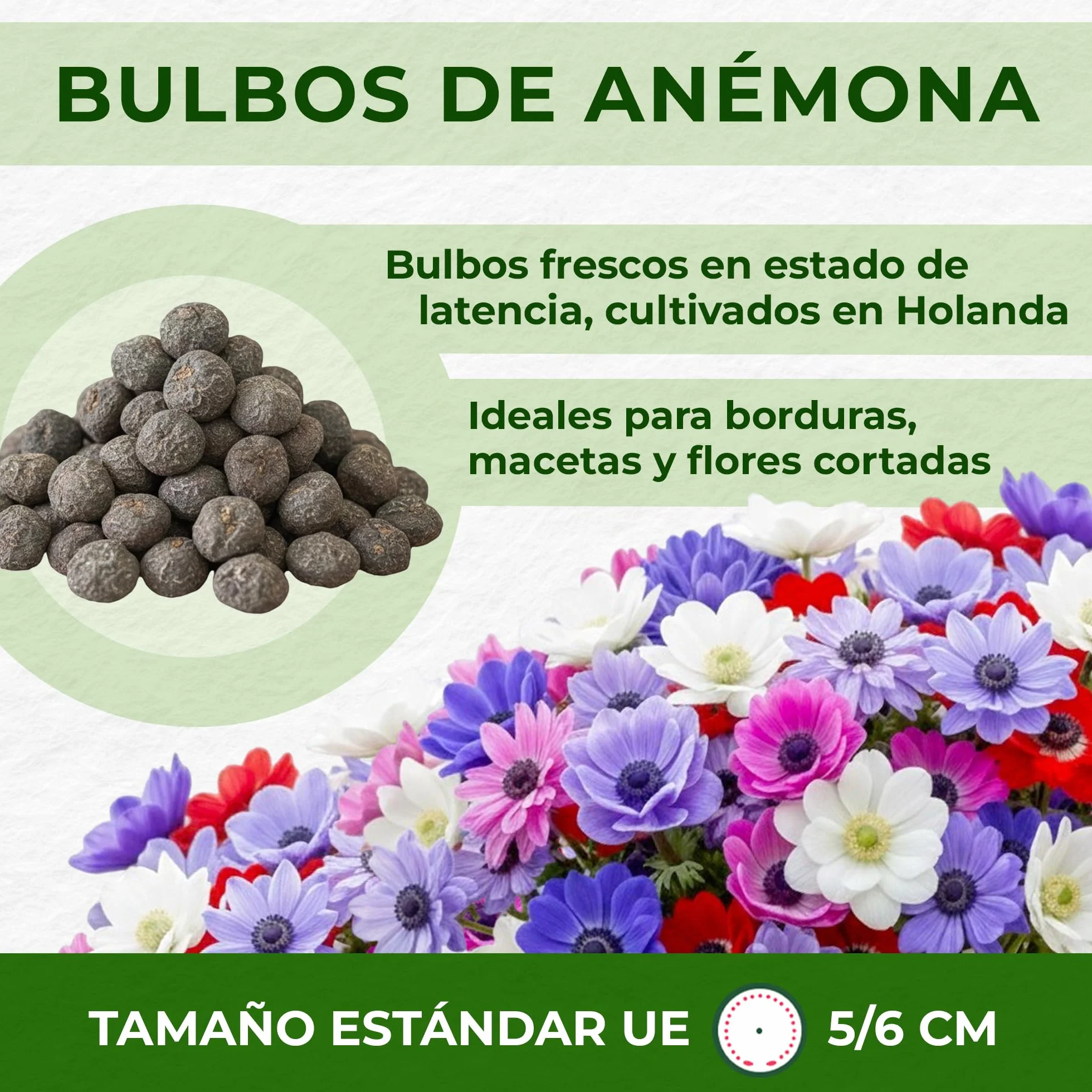 Bulbos de Anémona de Caen 50 Piezas - Flores Perennes Resistentes al Invierno para Macetas y Jardines