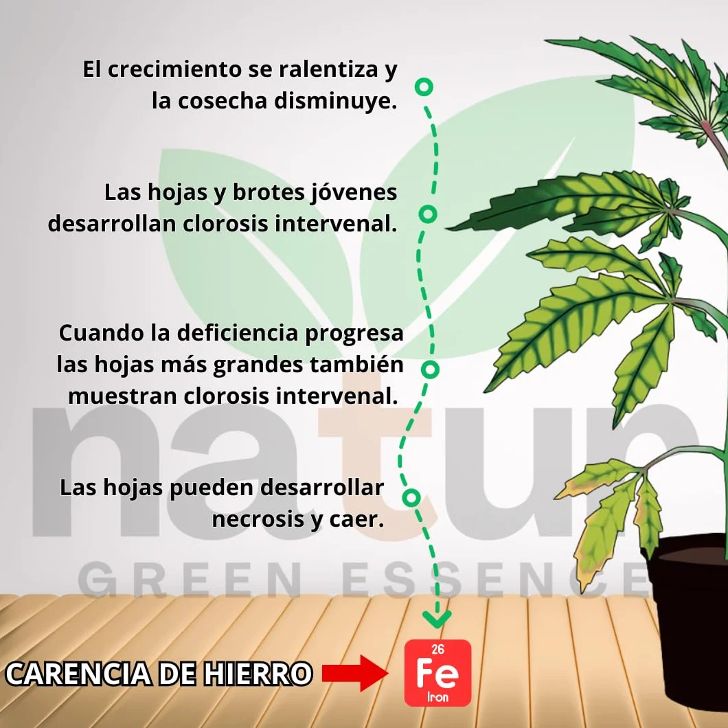 QUELATO DE HIERRO EDDHA 6% Fe Fertilizante ecológico Anticlorosis 100g