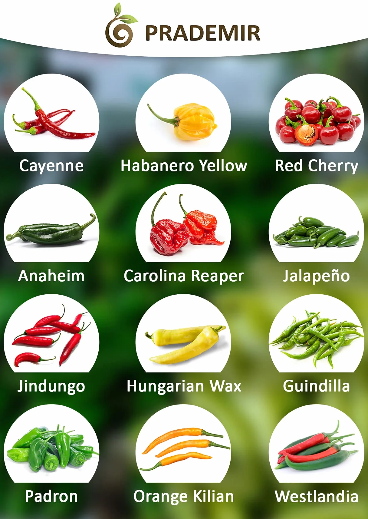 Chili Seed Set 12 Variedades de Semillas de Chile Picante a Suave Premium Naturales Fácil de Cultivar Jardín Balcón