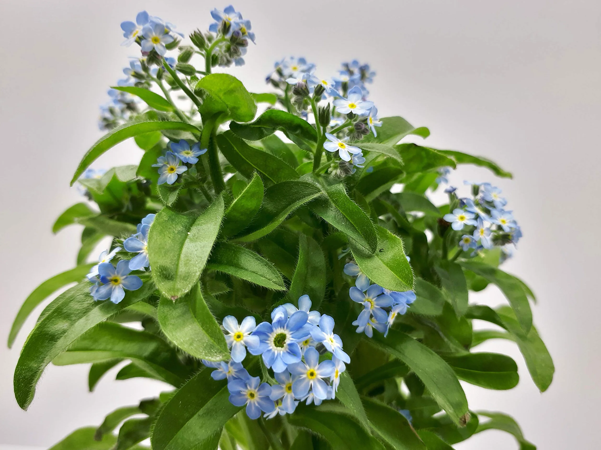 Feel Green Ecocube Forget-Me-Not, set de cultivo sostenible, plantas en cubos de madera, fabricado en Austria