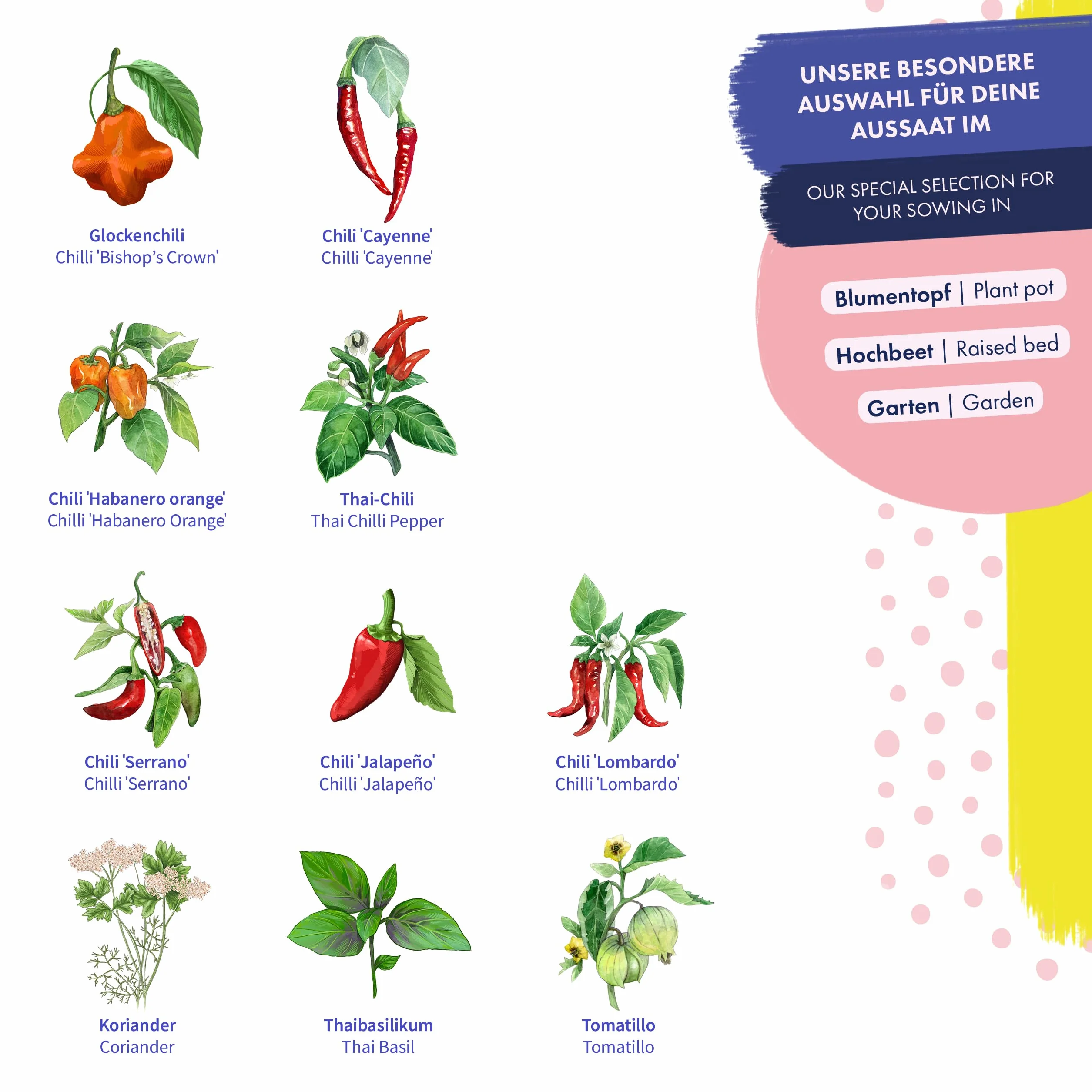 Chiles & Compañeros 10 variedades de chiles y hierbas de polinización abierta Kit de semillas