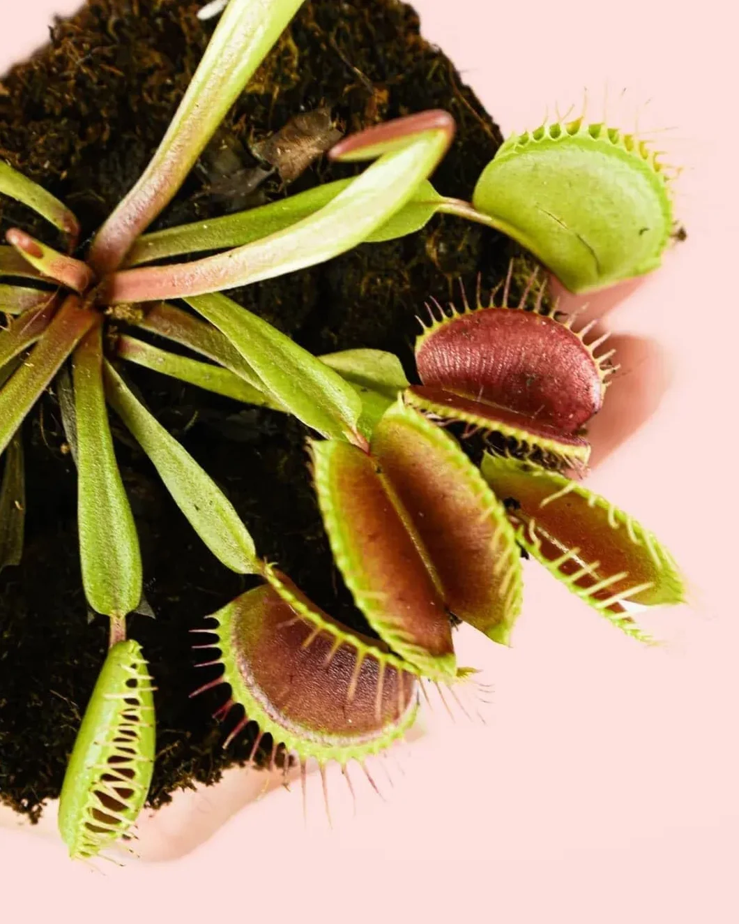 PUR PLANT Dionaea Mini Venus Atrapamoscas Planta Carnívora Maceta 11 cm Original