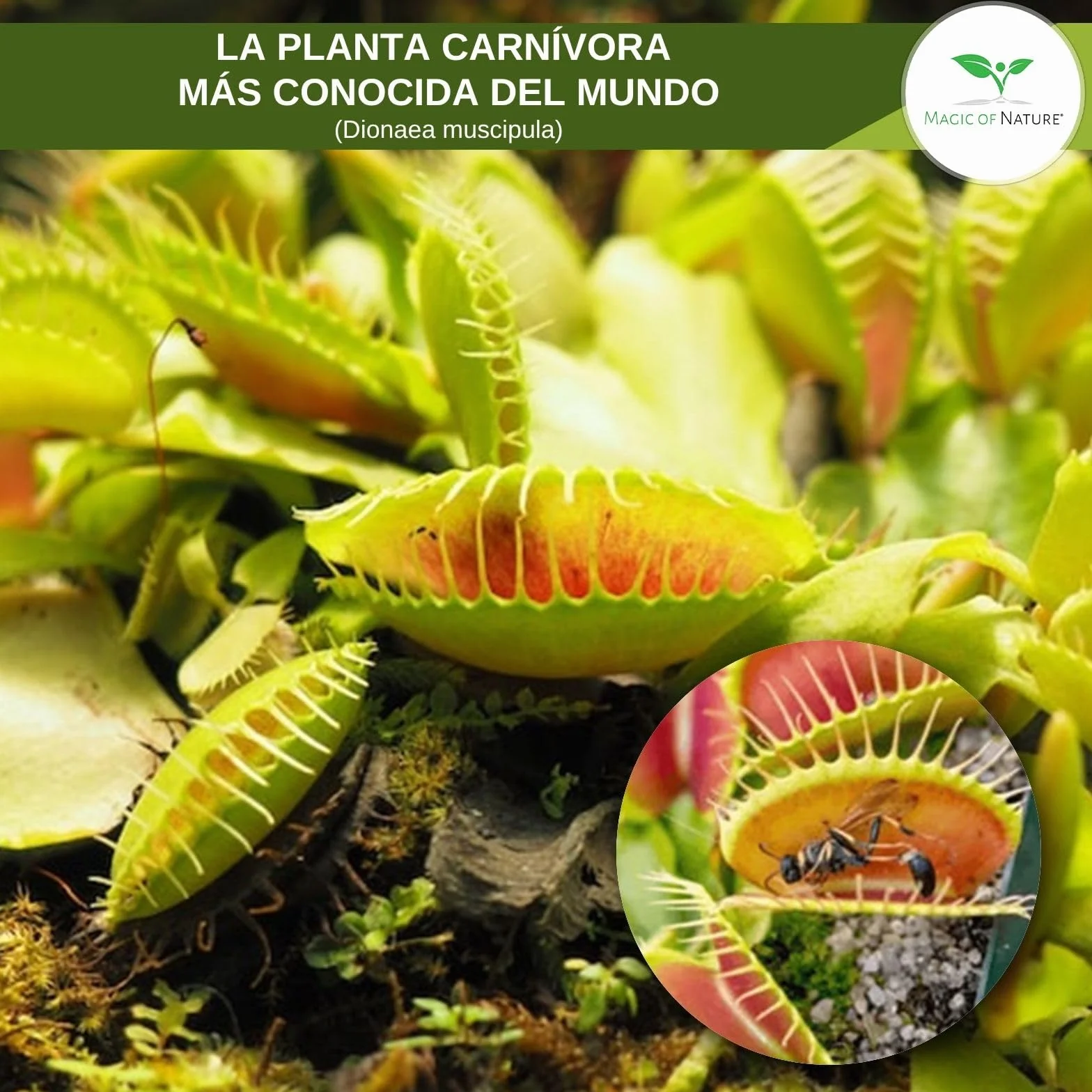 Venus Atrapamoscas Dionaea Muscipula Semillas 20 uds Planta Carnívora Interior