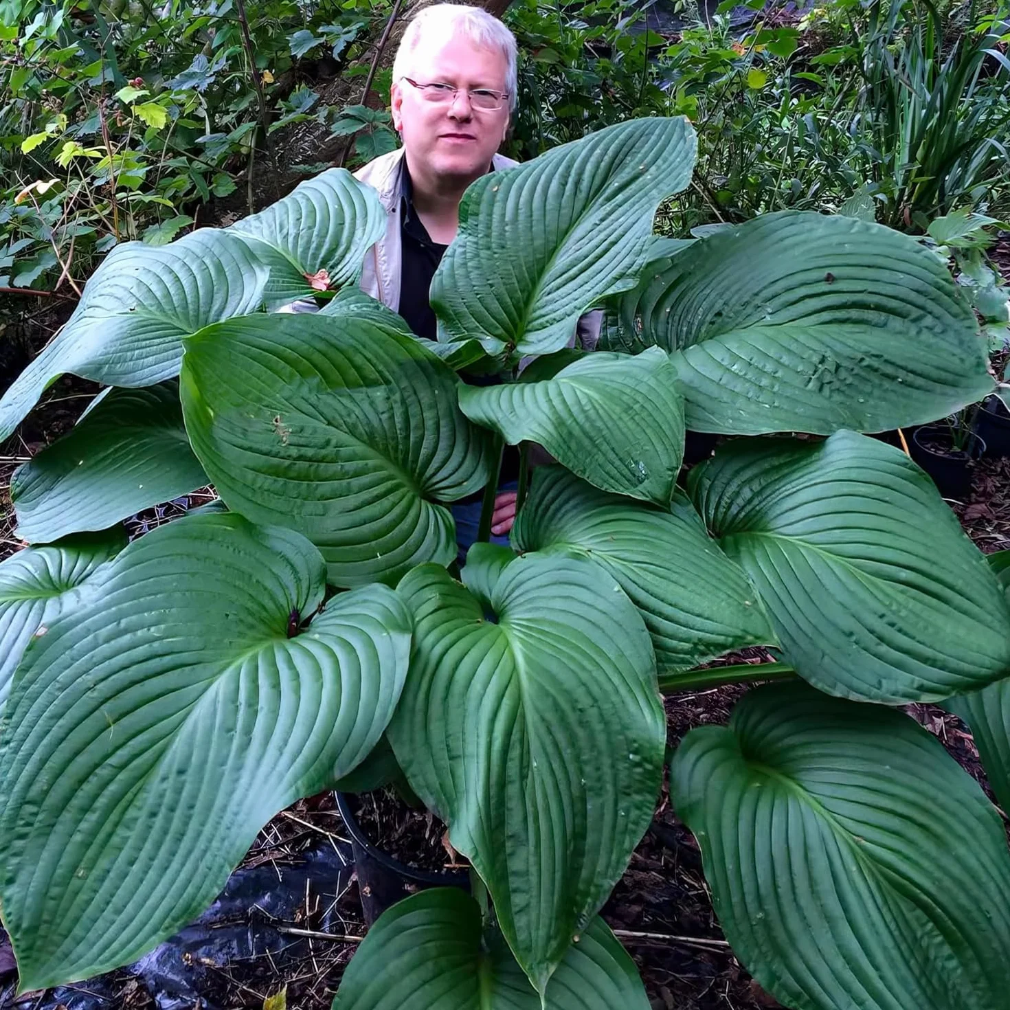 Hosta Planta T-Rex 3 Plantas Naturales Exterior Holanda Resistentes Decoracion Jardín