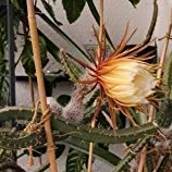 Nasiona Queen de las semillas Noche Cactus Selenicereus grandiflorus 20 nasion