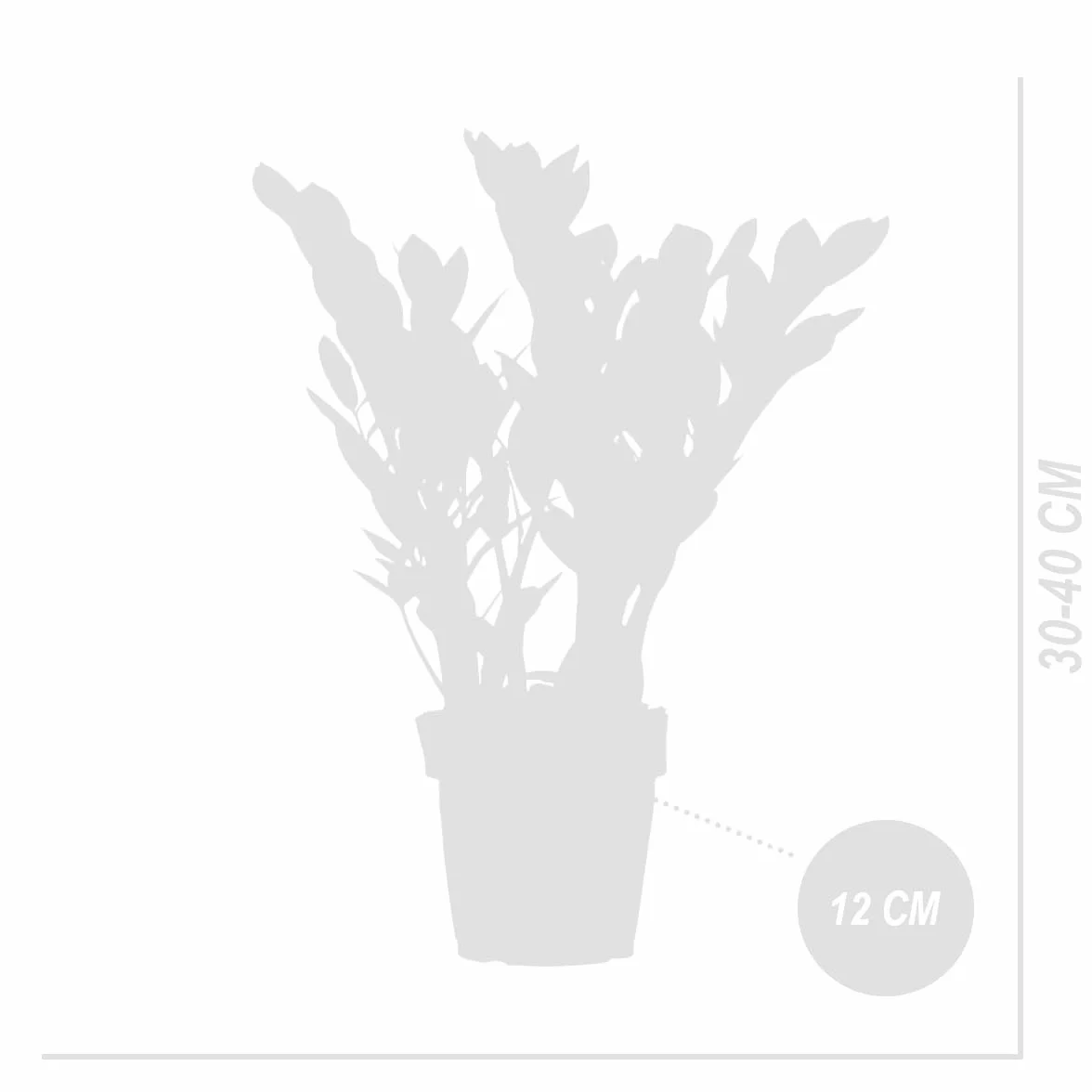 Bloomique Zamioculcas zamiifolia ZZ plant Planta de interior Purificadora 30-40 cm Maceta 12 cm