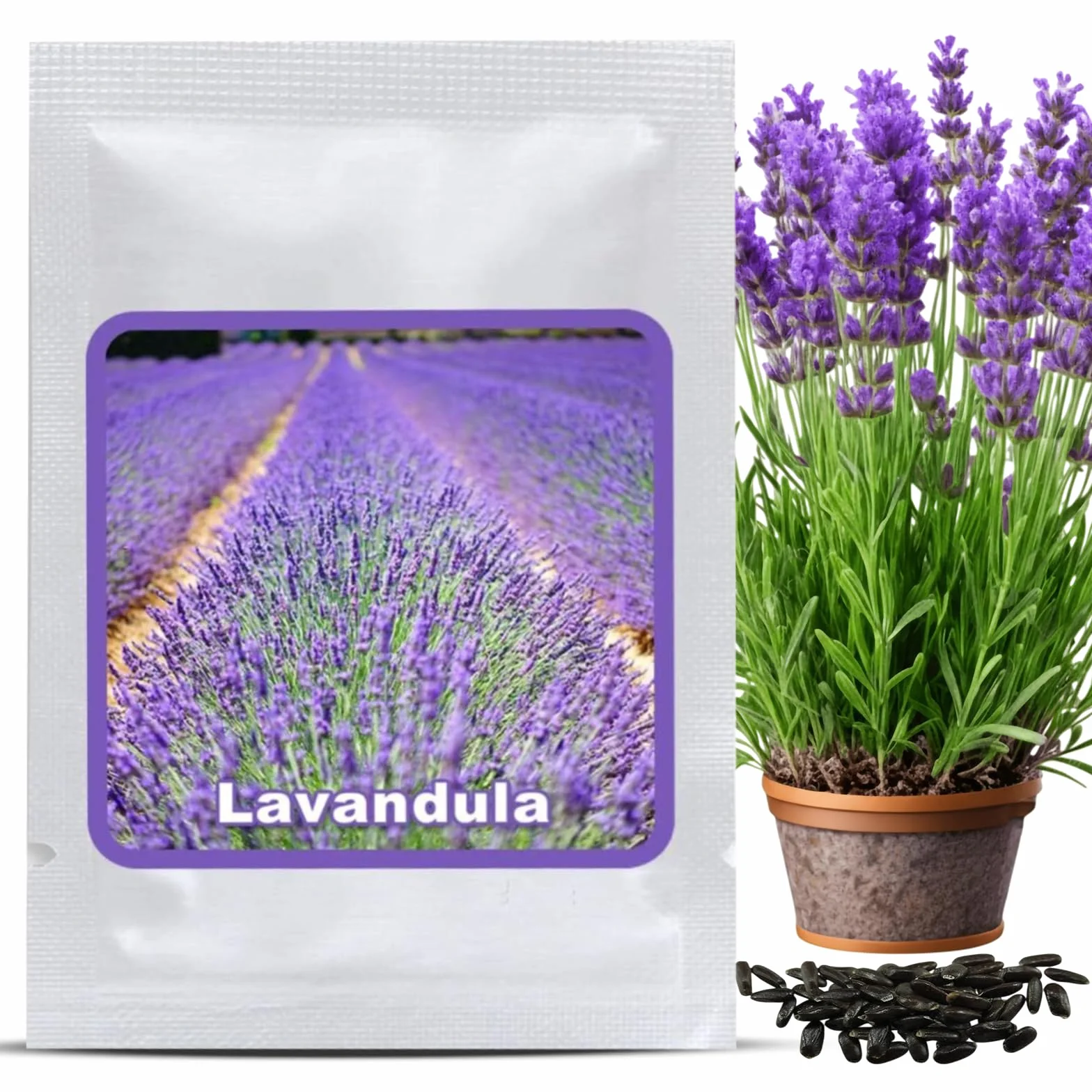 Semillas de Lavanda Verdadera aprox 150 Uds – Semilla Perenne Resistente al Invierno – Planta Fragante para Jardín