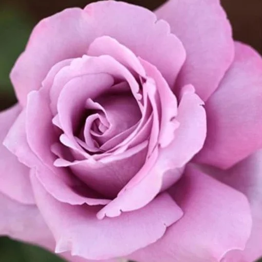Rosal Premium Charles de Gaulle Perfumado