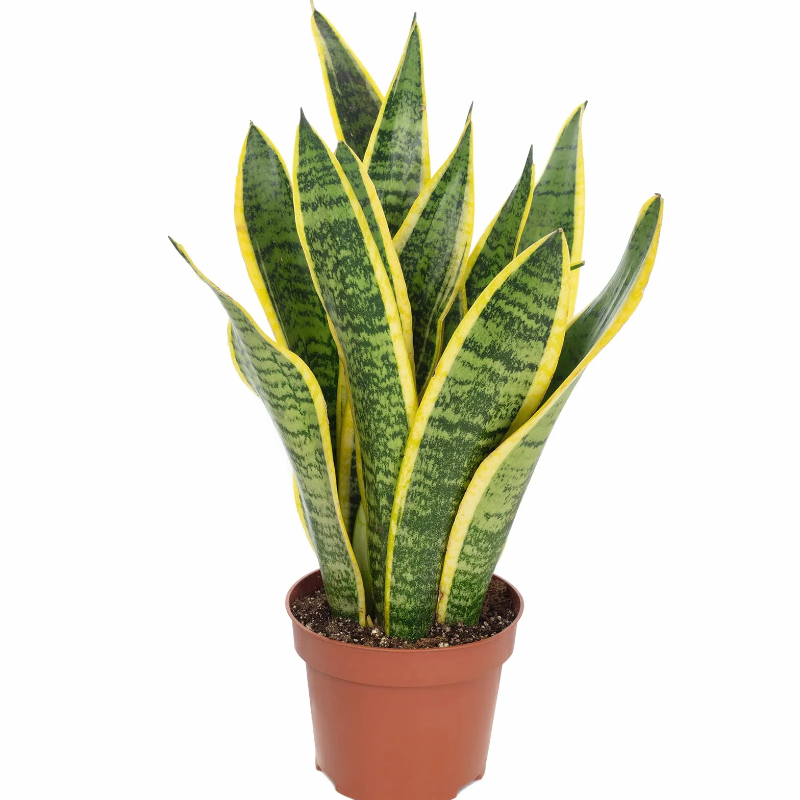 Sansevieria trifasciata Laurentii Espada de San Jorge planta interior 35 cm maceta 12 cm