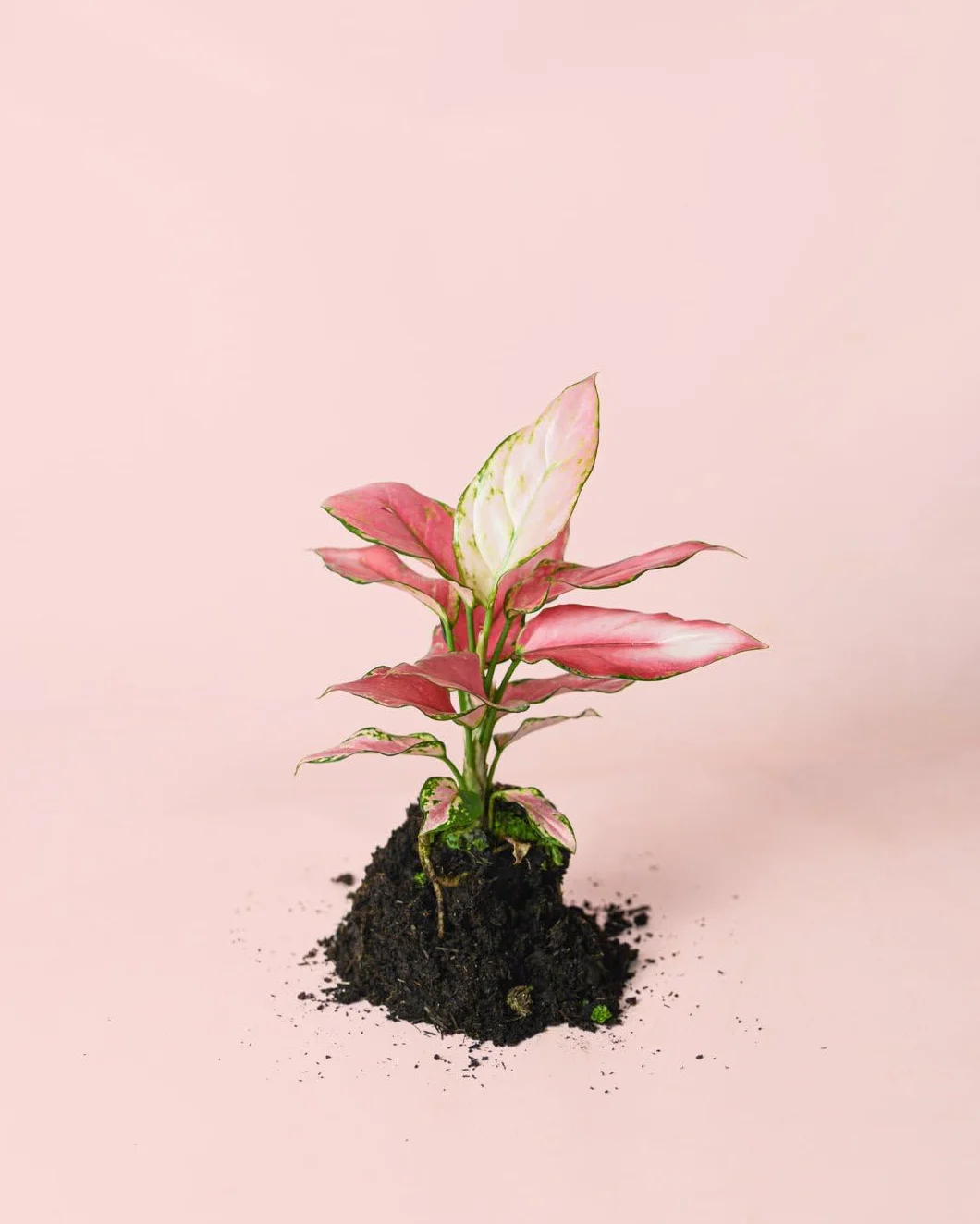 Aglaonema Pink M Roślina Naturalna Wnętrze Pur Plant