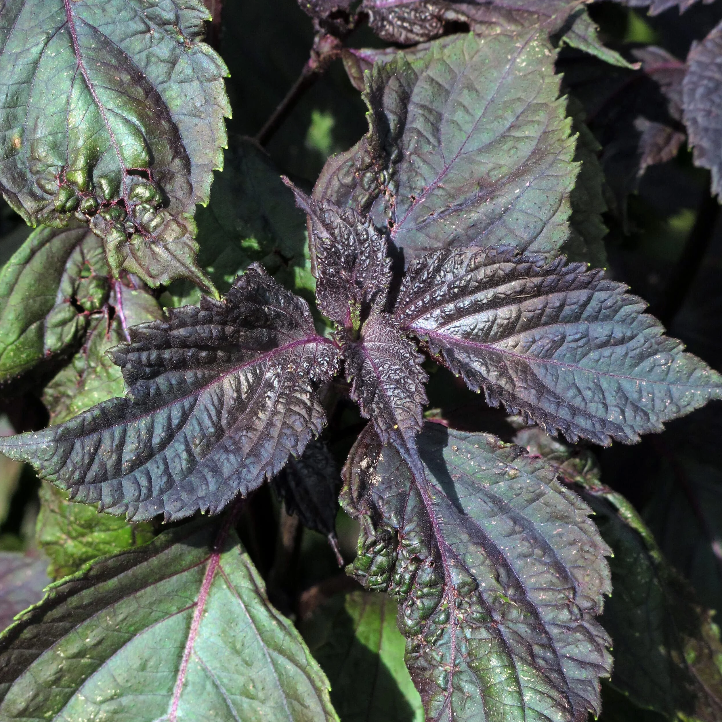 Shiso rojo Perilla frutescens semillas 200