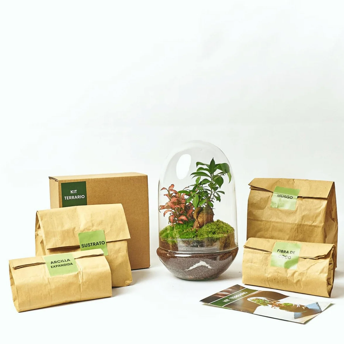 Kit Terrario Plantas Cristal Ficus Ginseng Fittonia Jardín Eterno Ecosistema Cerrado Mediano
