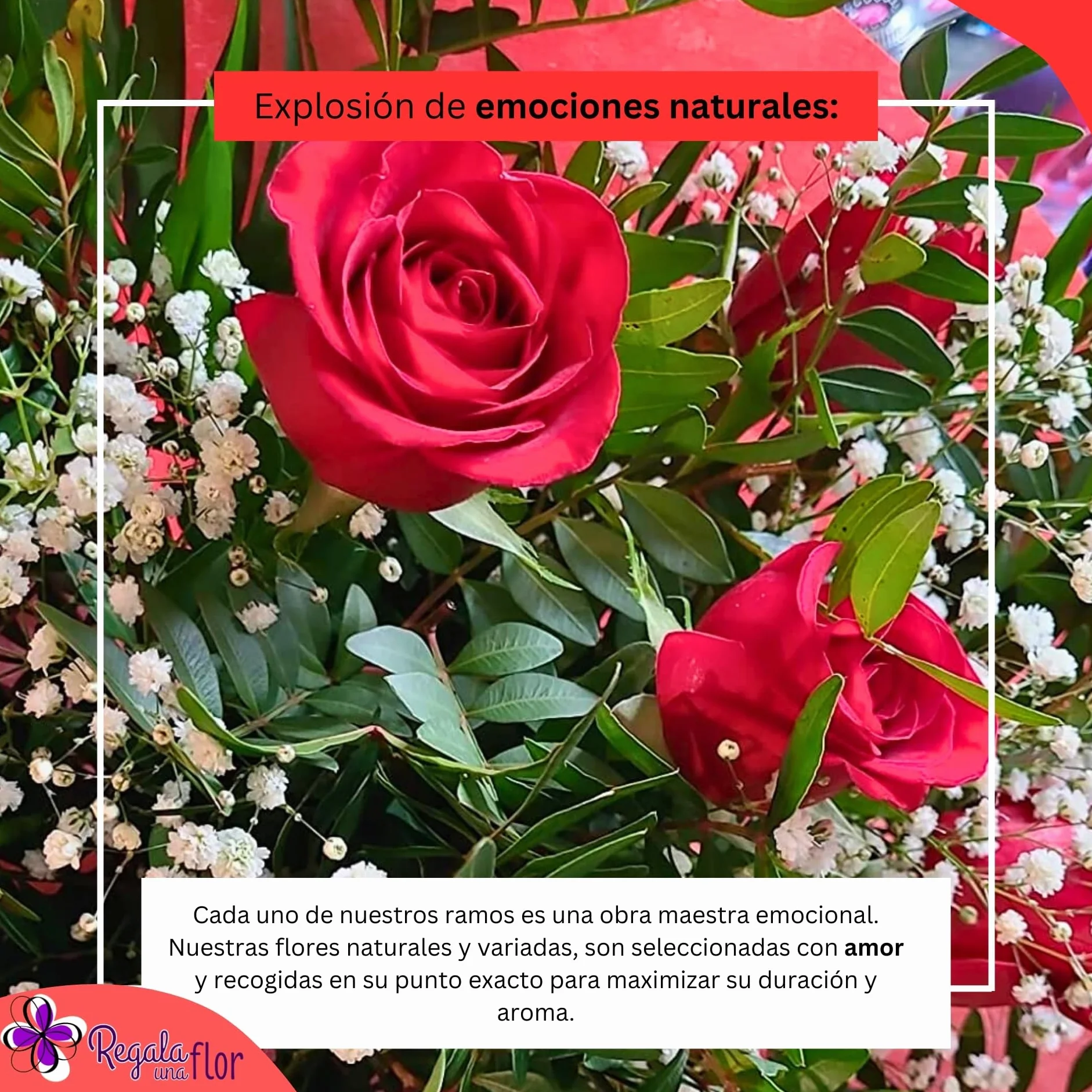 Ramo de 6 rosas naturales a domicilio con osito y tarjeta de dedicatoria
