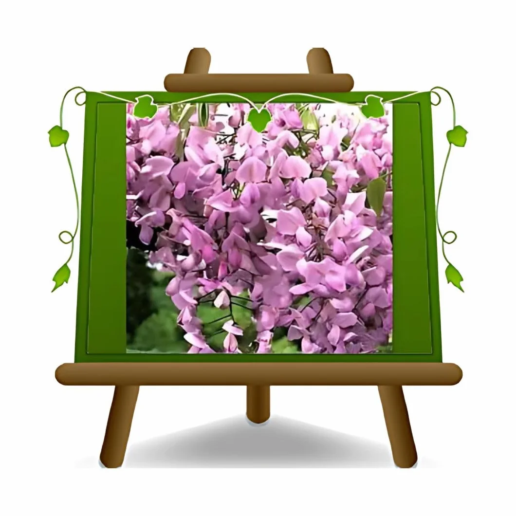 Wisteria Brakybotrys Showa Bienes Rosa Pastel - Pnącze w Doniczce 17, Wysokość 200cm