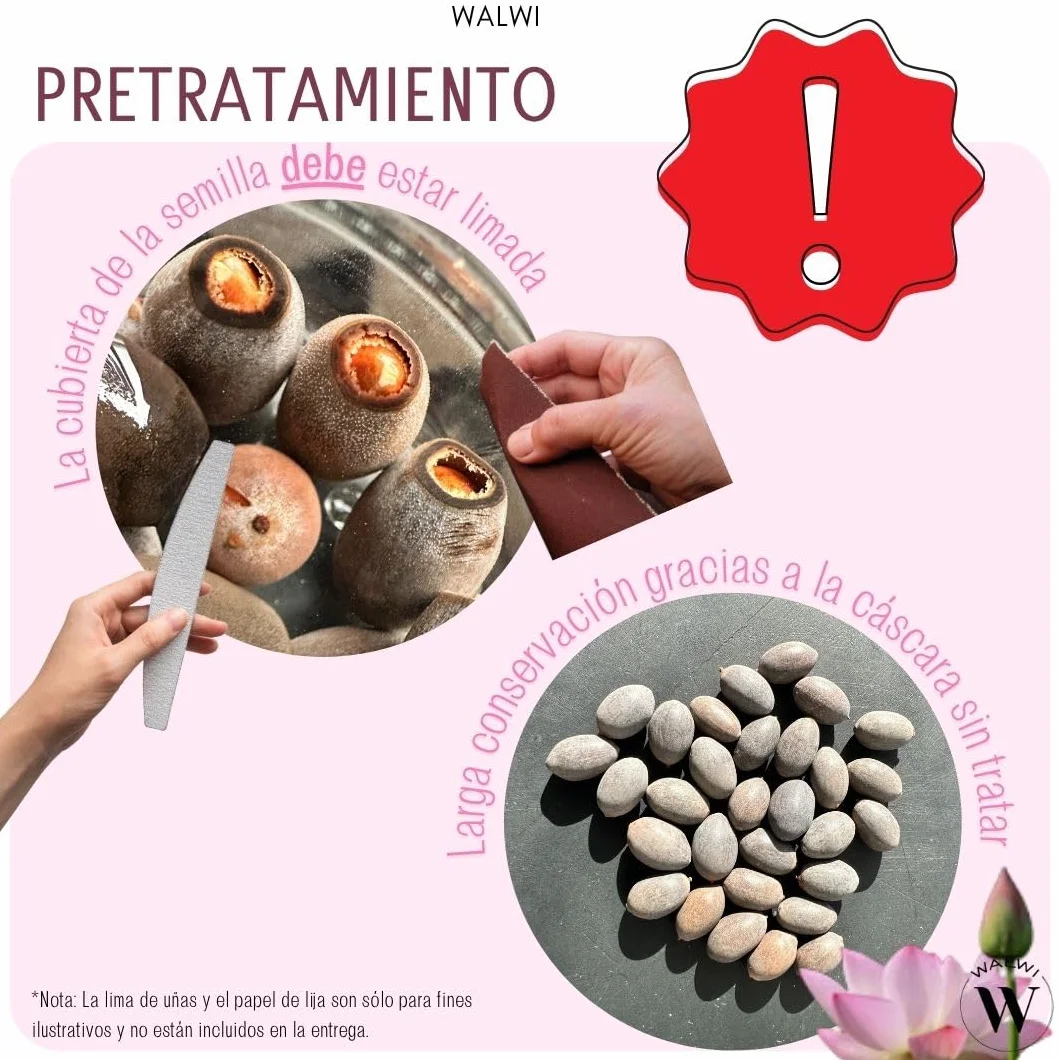 Semillas de loto Nelumbo nucifera 3 colores blanco rosa rojo planta acuática para estanque jardín