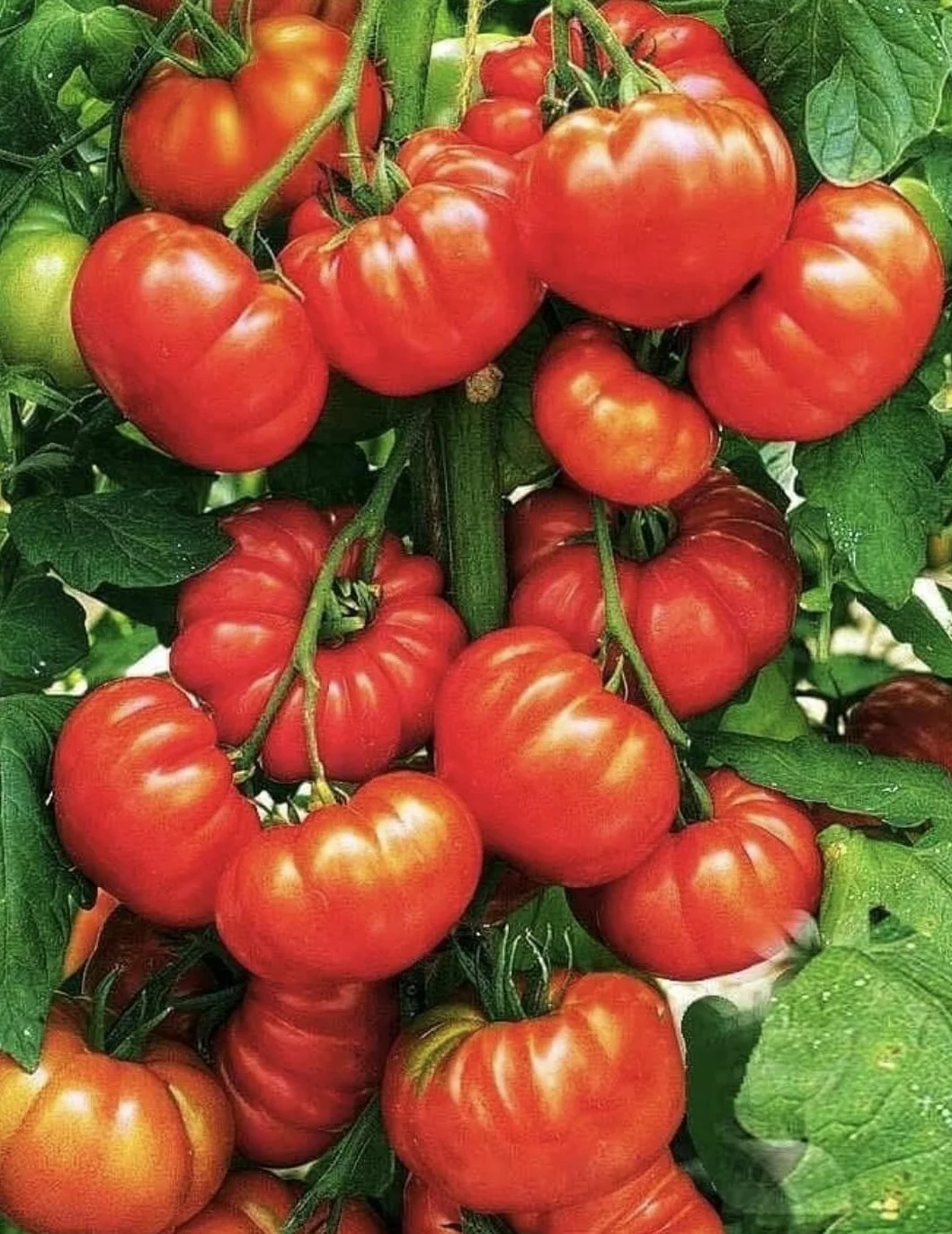 RADIX-2 ENRAIZANTE Aminoácidos Vegetales 95% Hidrólisis Enzimática 500 Gramos