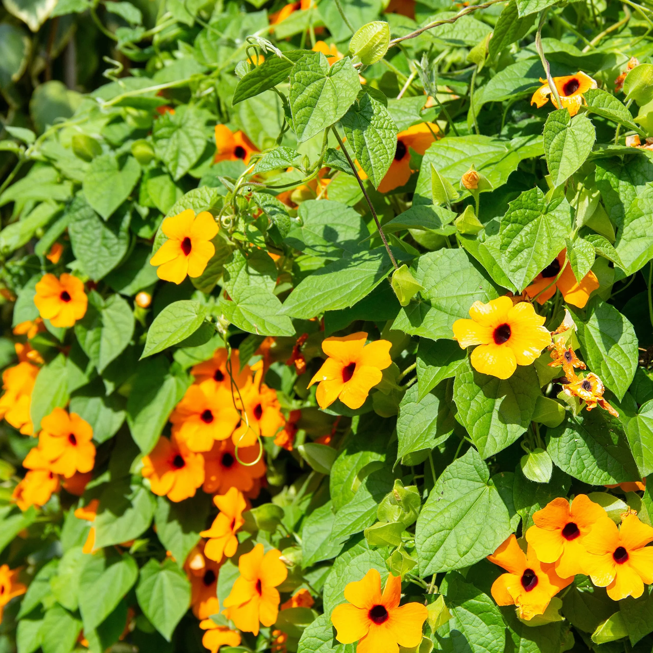 Thunbergia alata Susana con ojos negros planta trepadora para jardín terraza balcón