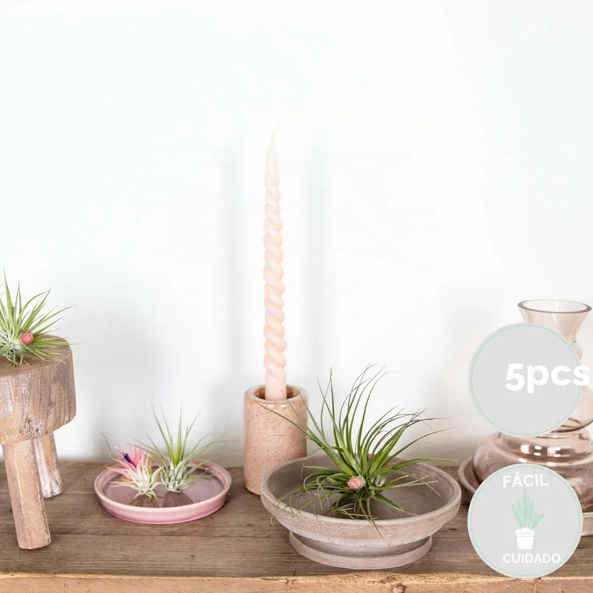 Bloomique Mix de 5 Tillandsia Plantas de aire interior 5-15 cm