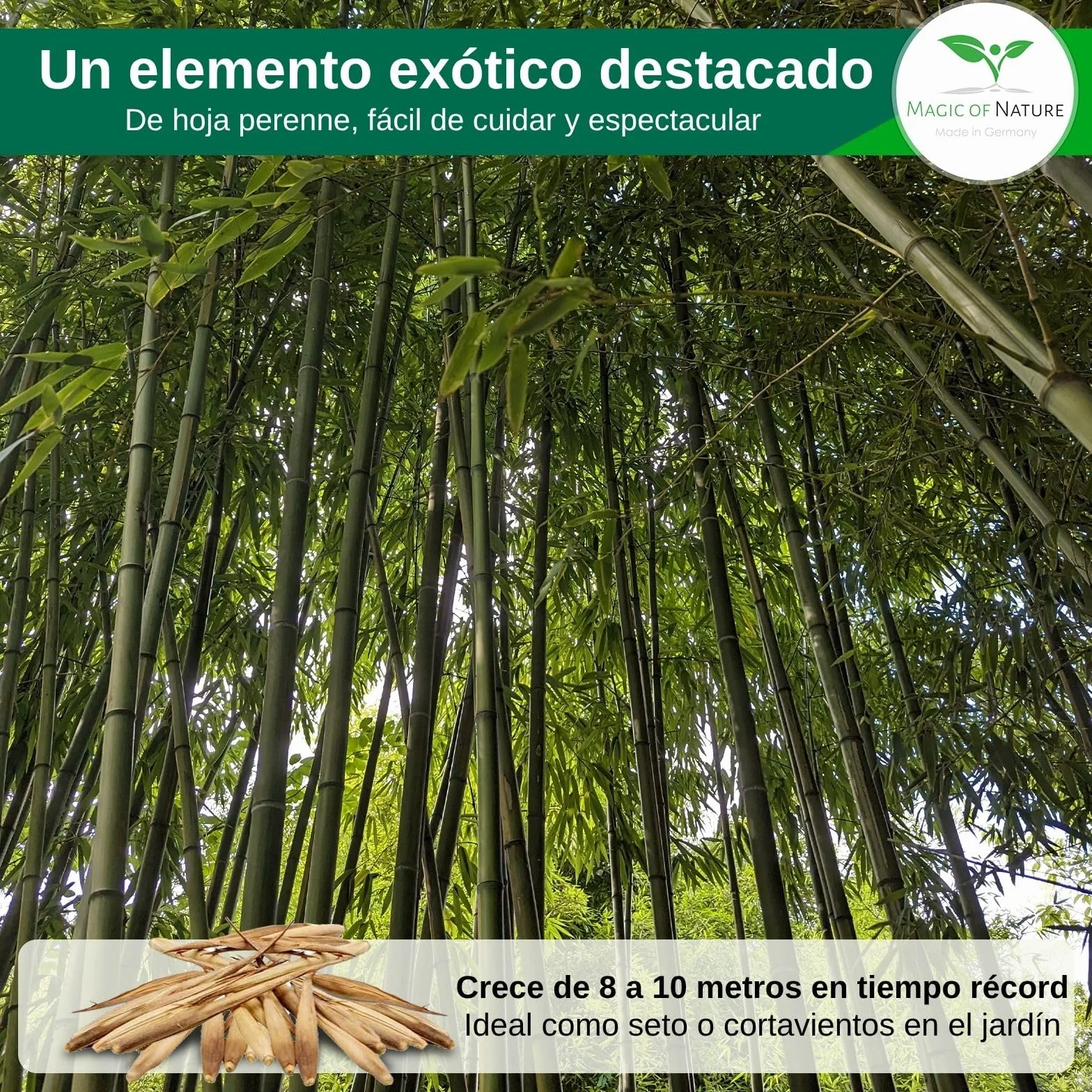 Semillas de Bambú Gigante Magic of Nature (60 uds.) Crecimiento Rápido para Jardín