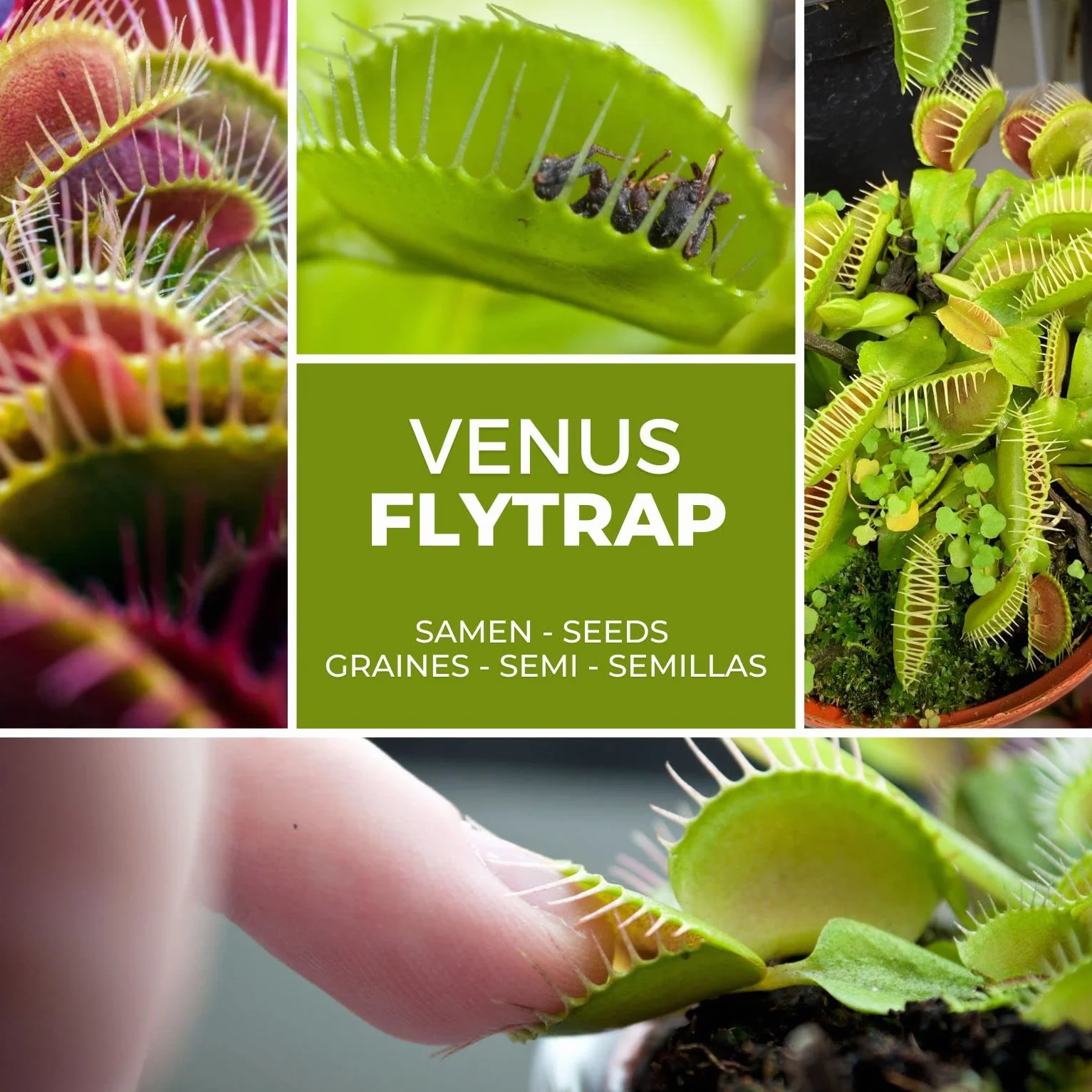 Venus Atrapamoscas Dionaea Muscipula Semillas 20 uds Planta Carnívora Interior