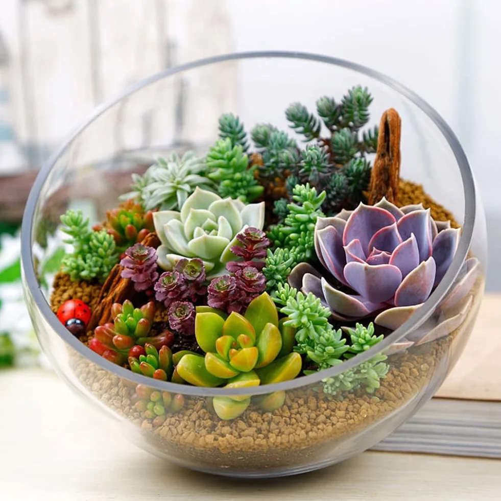 Planta RARA Mixta Lithops Semillas Suculentas 100 Unids Jardín Exótico Decoración