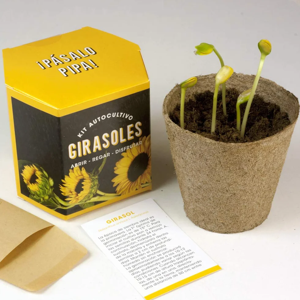 Kit Autocultivo Girasoles Cultiva en Casa Regalo Original Niños Adultos