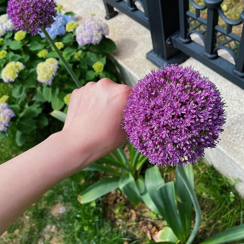 Bulbos de Allium giganteum ornamentales resistentes perennes 10 piezas