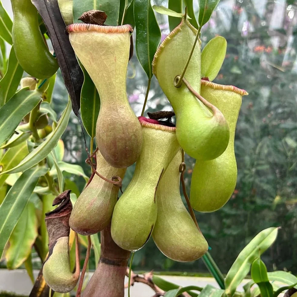 Nepenthes semillas de carnívora perenne resistente 150pcs