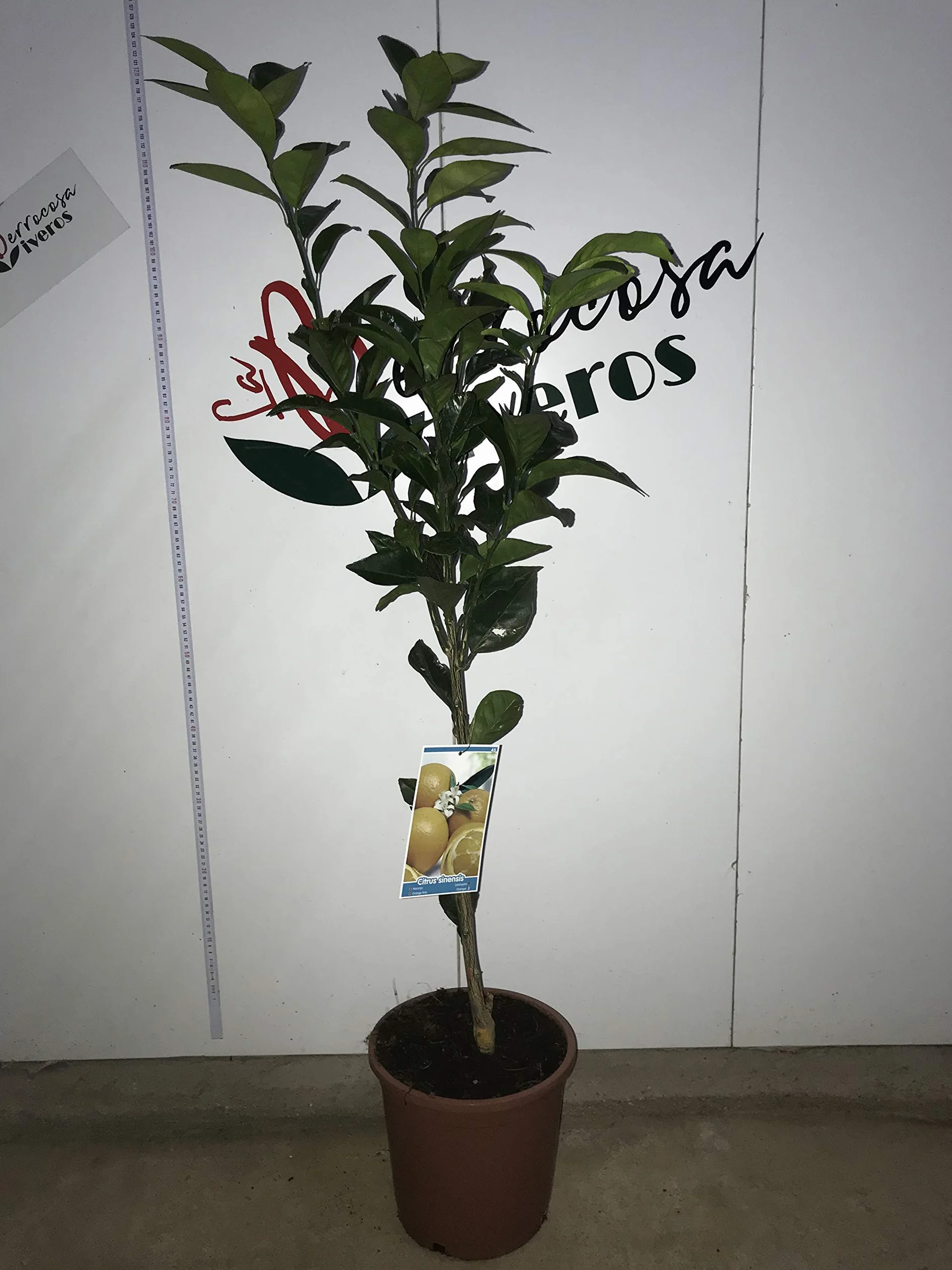 Maceta 25cm Altura 1'20cm Planta viva Naranjo