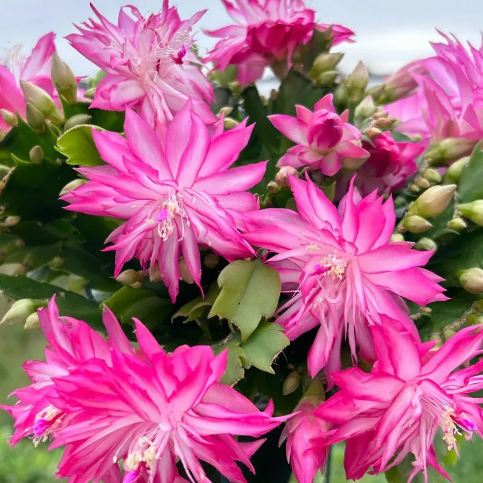 Cactus de Navidad Schlumbergera semillas 65 semillas en macetas decoración rara otoño resistentes