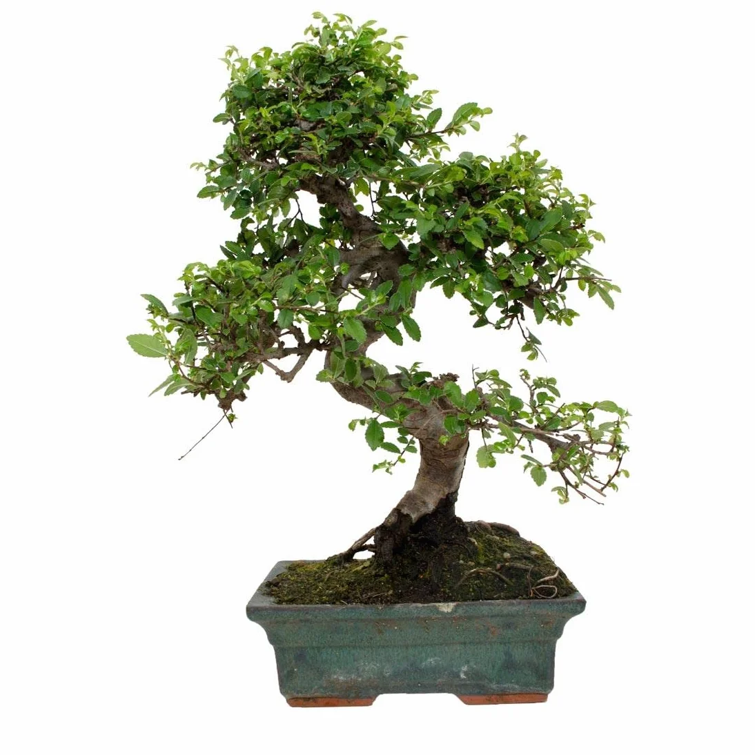 Bonsái Zelkova parvifolia 8 años OLMO CHINO
