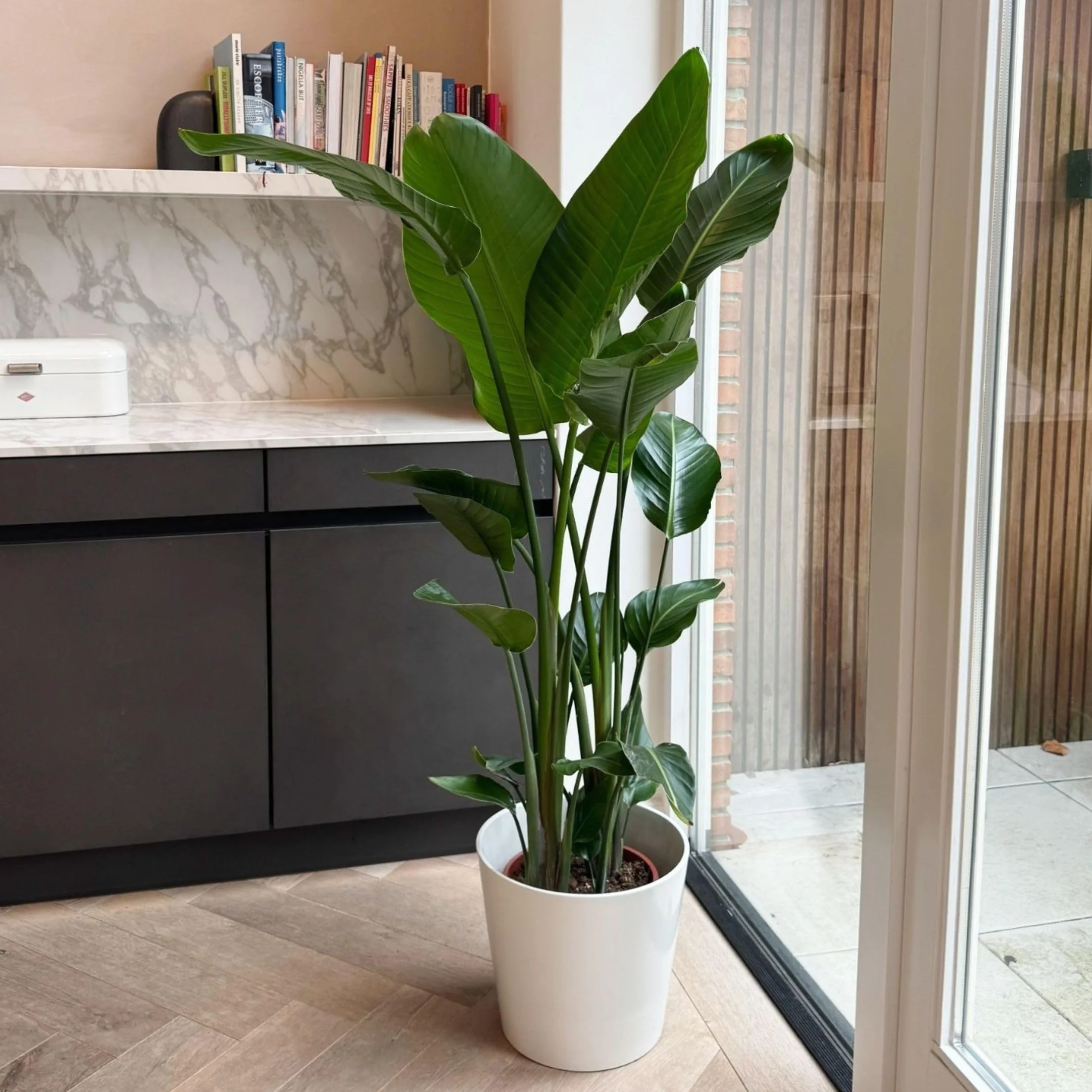 Strelitzia Nicolai XXL Planta de interior 150-170cm Maceta 28cm