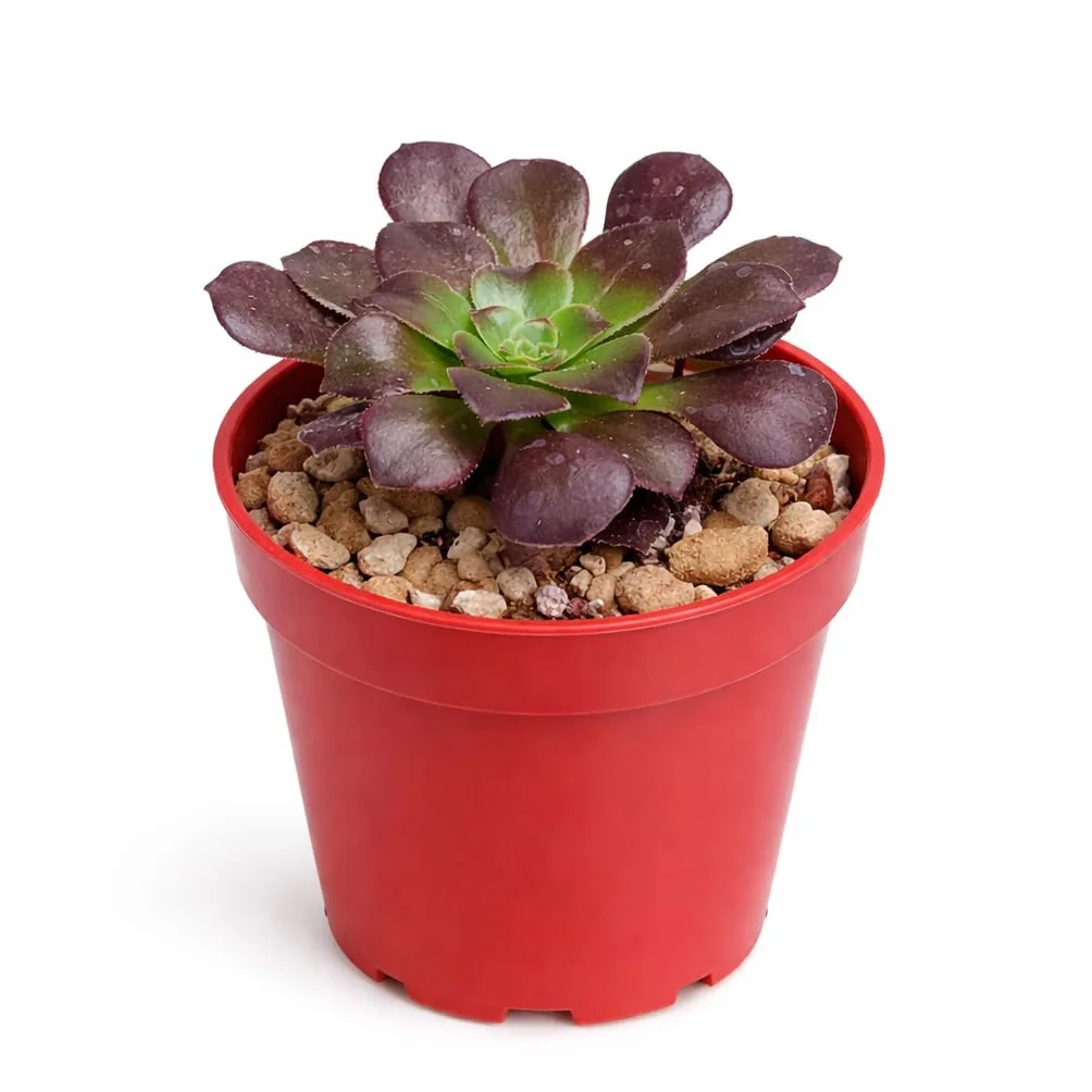 Exotenherz Aeonium arboreum atropurpureum – Rosetón de hoja gruesa – Rarity – Maceta 6,5 cm – 15 cm
