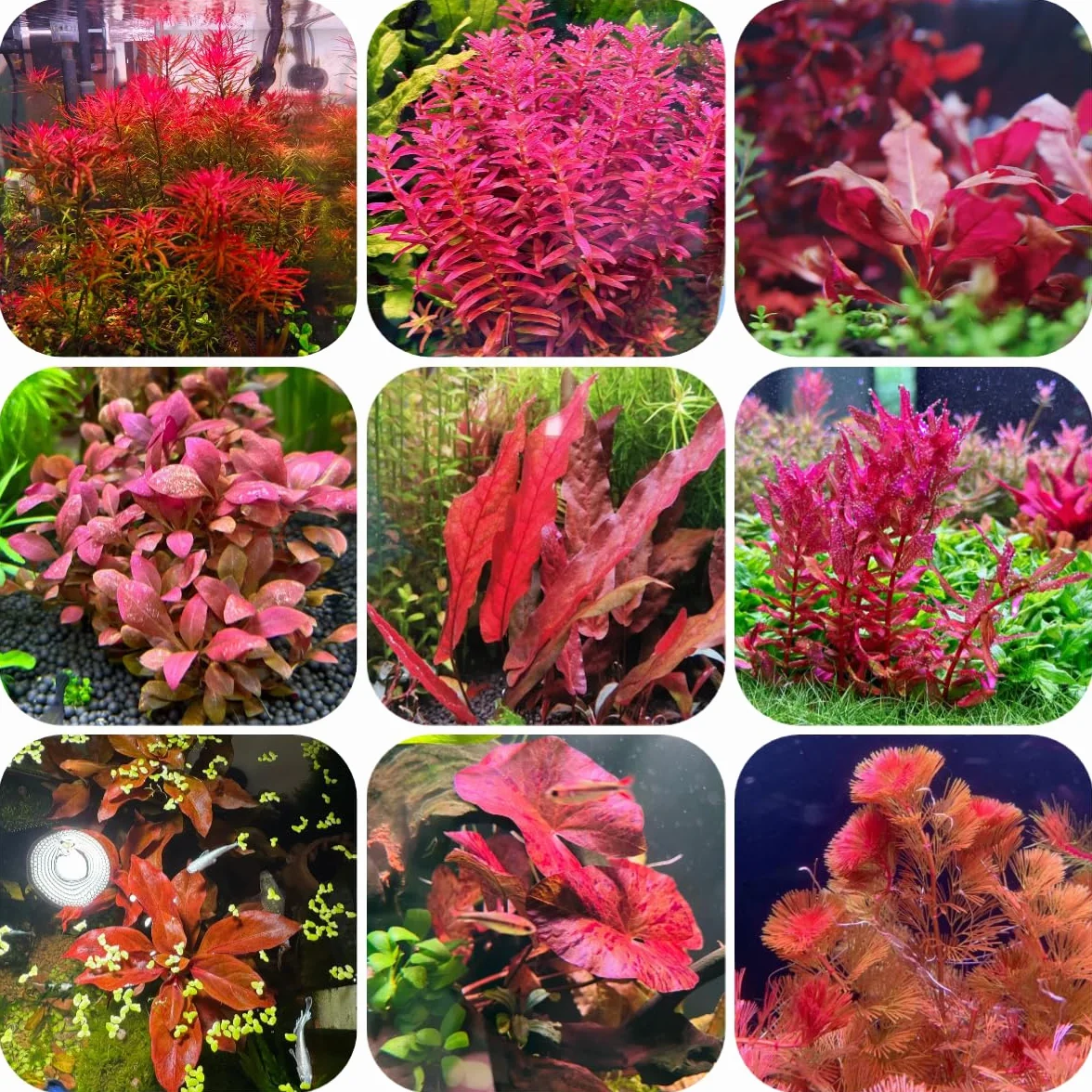 Semillas orgánicas para acuario 300pcs decoración sostenible raras