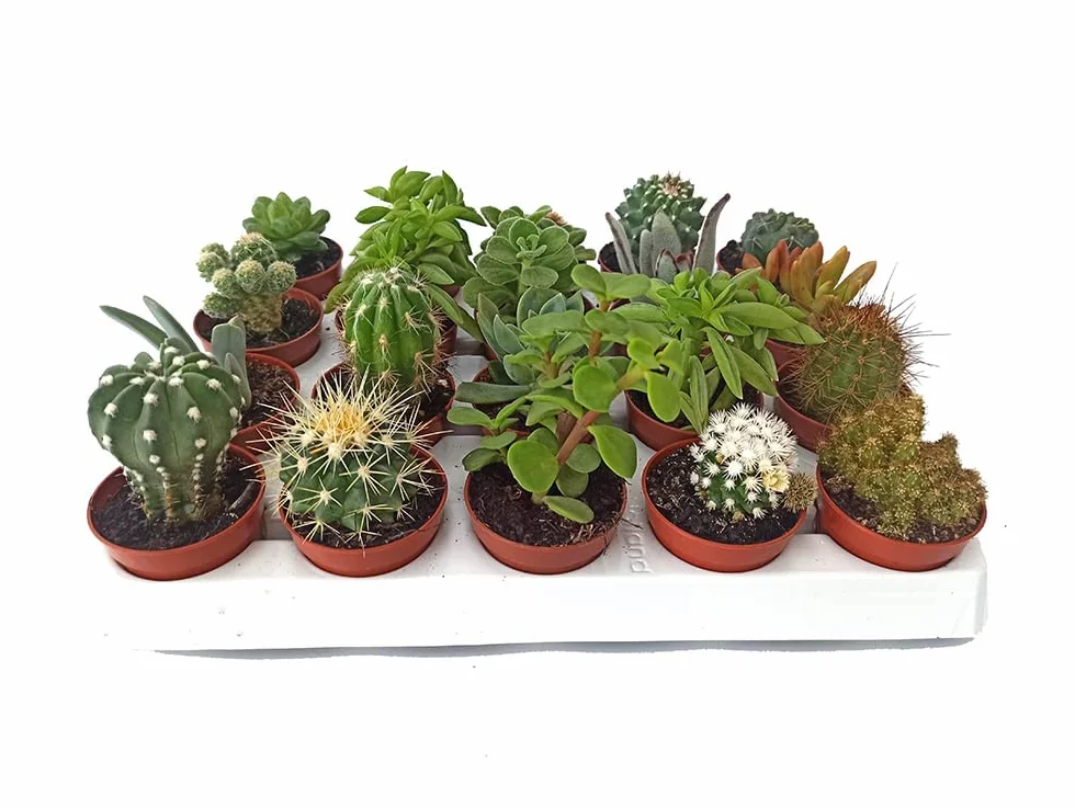 Cactus y Planta Suculenta 15 unidades Maceta 5,5 cm
