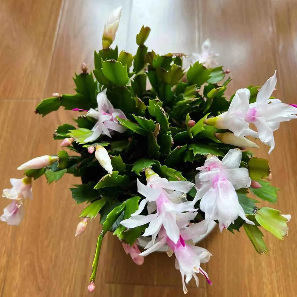 Semillas de cactus navideños Schlumbergera truncata 50 piezas bonsai maceta decoración floral regalo