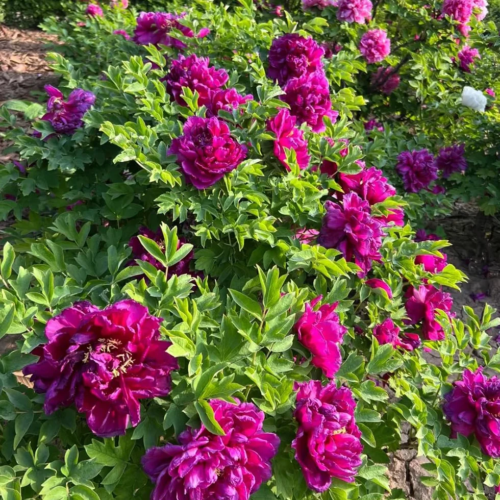 Bulbos de peonía para jardín - 2 piezas
