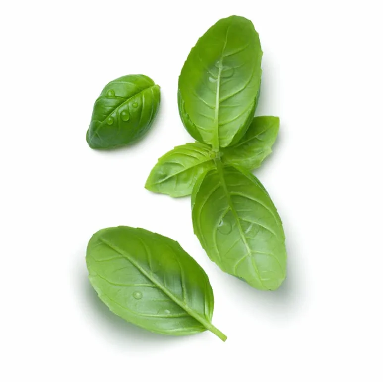 Albahaca Gigante Italiana Semillas para Huerto Urbano Hojas Grandes