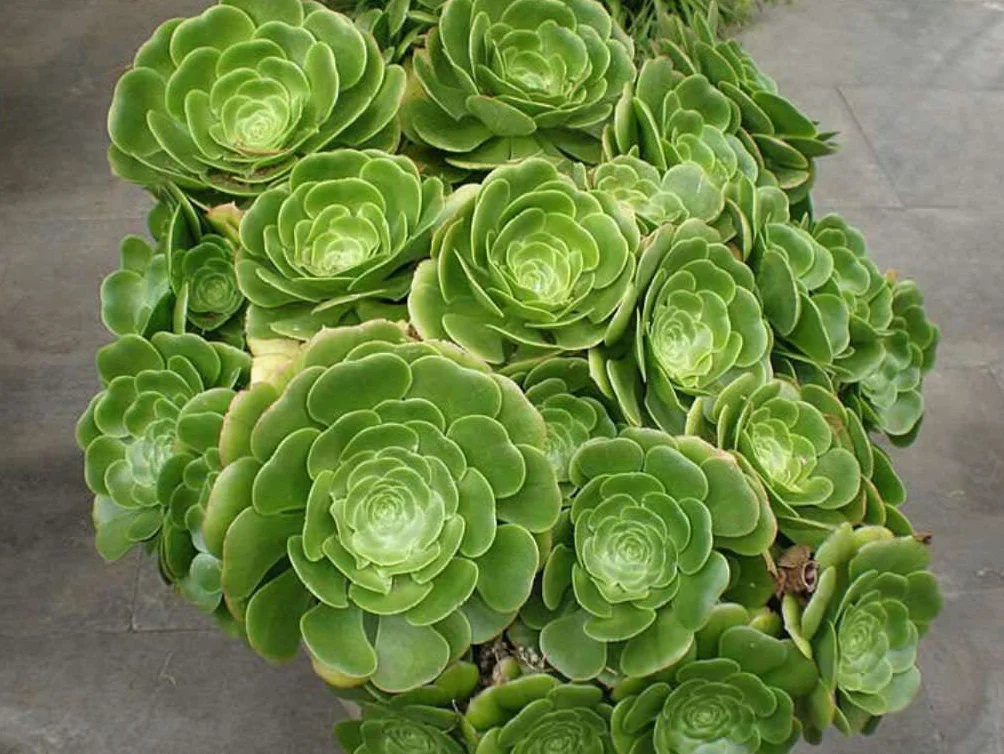 Aeonium arboreum seeds tree aeonium houseleek Irish rose succulent