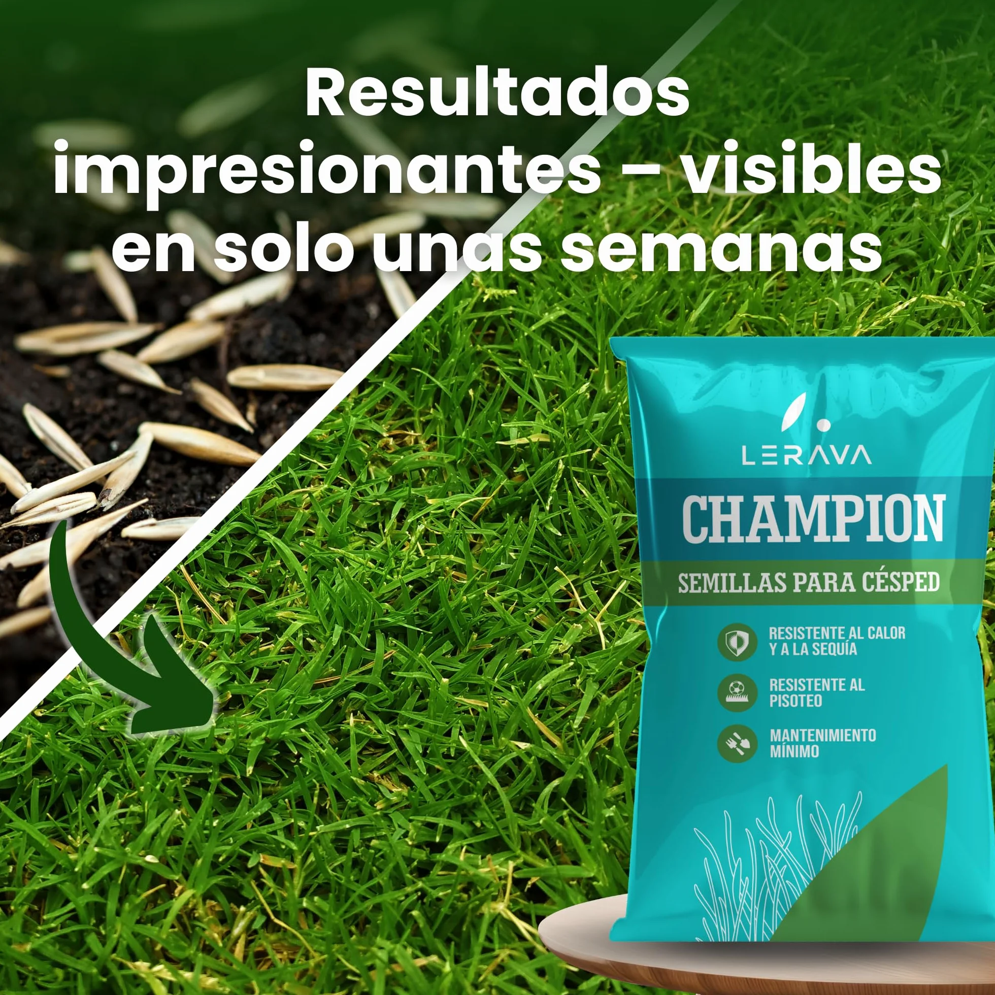 LERAVA CHAMPION semillas césped 30 m² resistente sequía festuca arundinacea bajo consumo agua crecimiento rápido