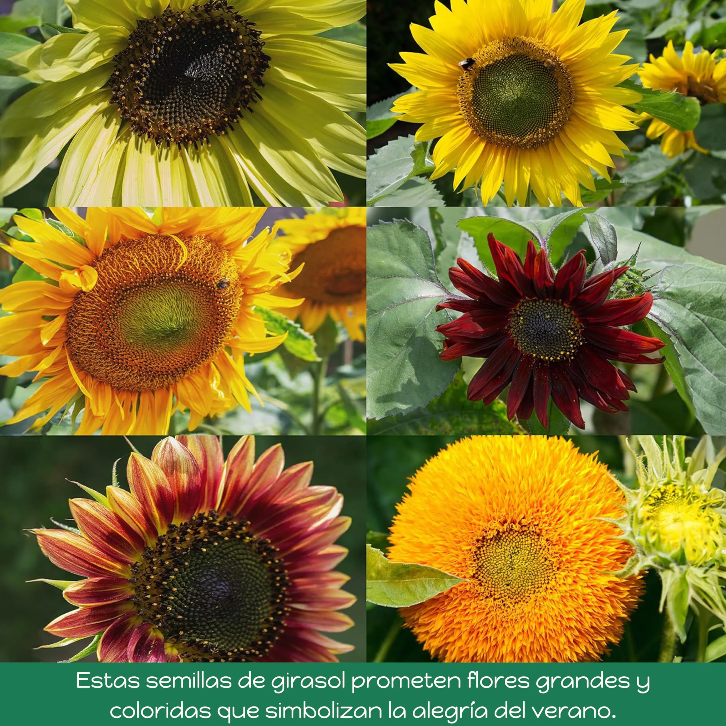 OwnGrown Kit de Semillas de Girasol - 6 Variedades - Set de Regalo para Jardín - Flores para Abejas