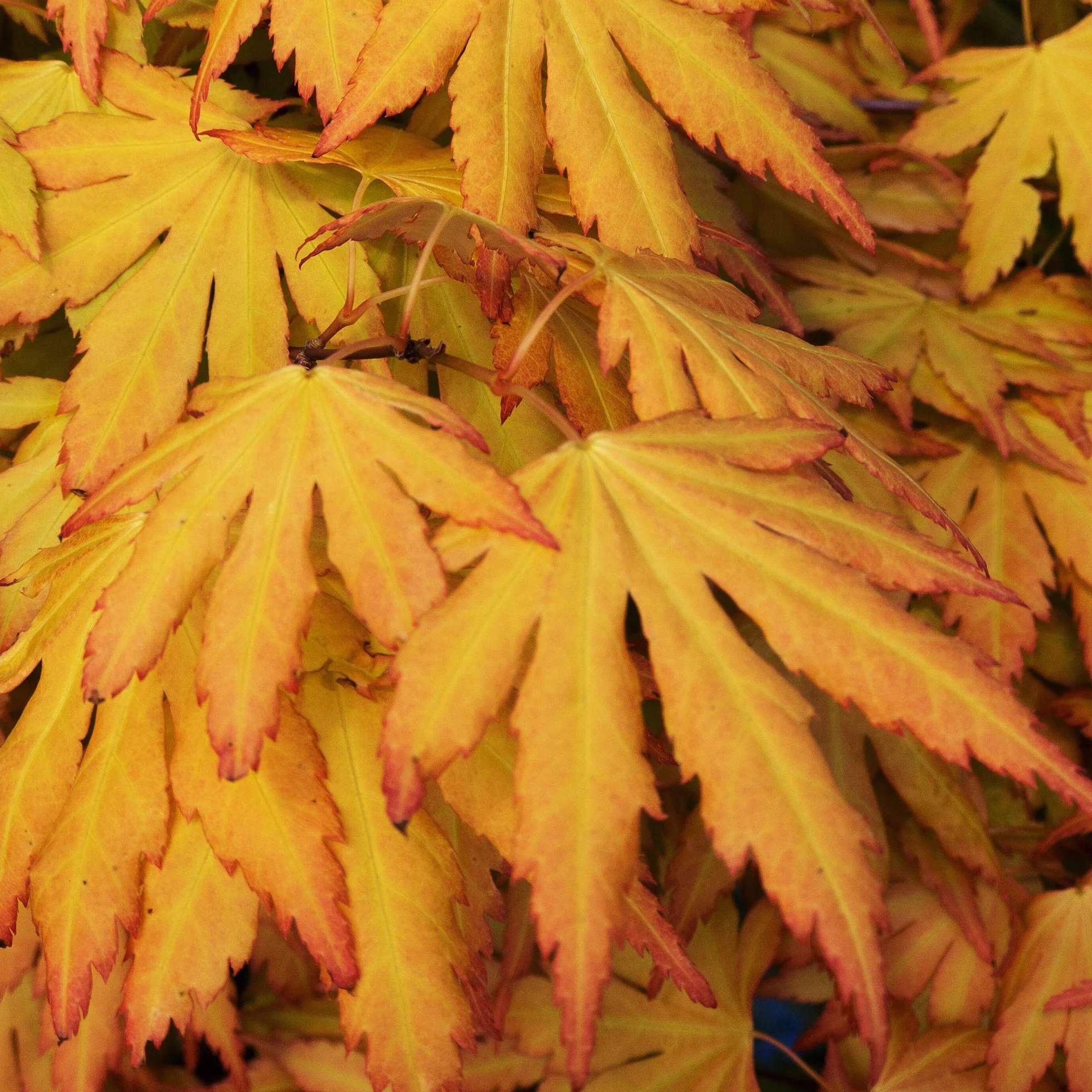 Acer Palmatum Orange Dream 20-40 cm Arce japonés resistente al invierno Arbustos japoneses